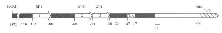 SRE-1LDL-R5'Ķλ