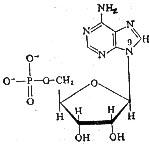 ᣨ5-ᣩĻѧṹ 