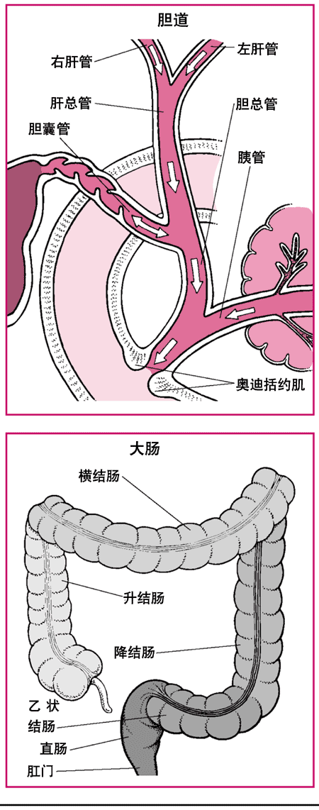 뵨