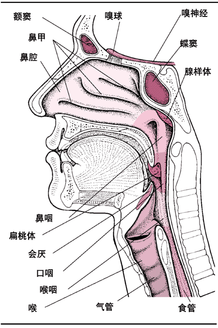 ǻʺͼ