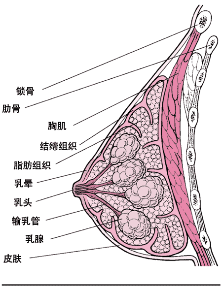 鷿ڲṹ