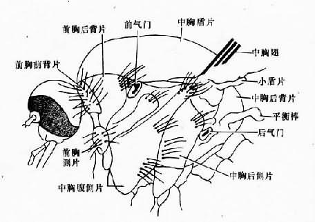 õز棩