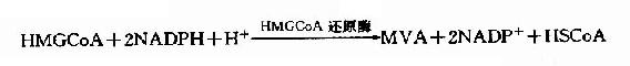 甲羟戊酸(mevalonic acid,MVA)的生成