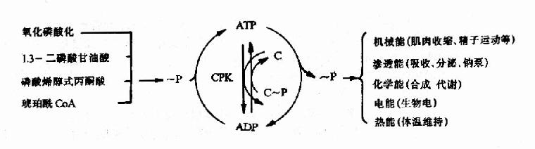 ATPɡܽʾͼ