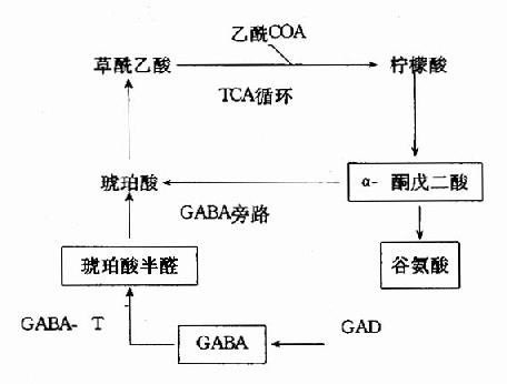 TCAѭGABл·