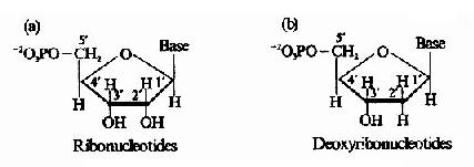 Ǻ(a)Ǻ(b)Ļѧṹ