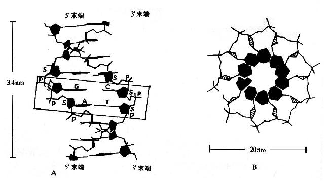 DNA˫ṹģʽ