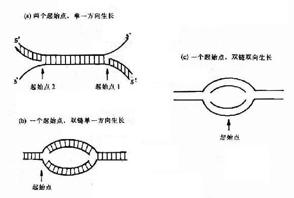 DNAֻ