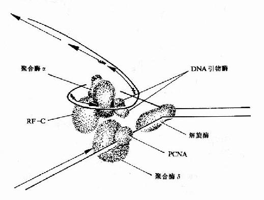 DNAƲṹʾͼ