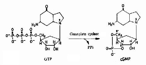 cGMP