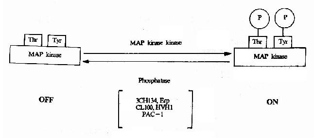 MAPKĻ