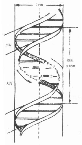  DNA˫ṹ