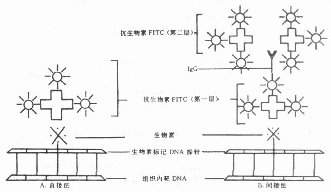 رǺ̽ӫ߷Ӧͼ 