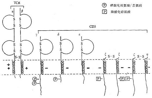 TCR/CD3ģʽͼ