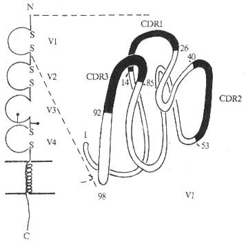 CD4ӽṹģʽͼ