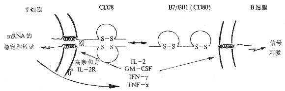 CD28CD80໥ʾͼ