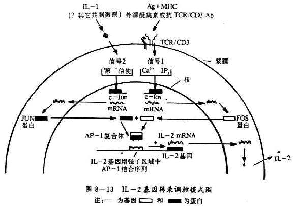 IL-2ת¼ģʽͼ