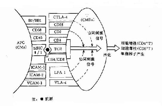 T细胞活化主要协同刺激分子(CM)及其受体分子(CMR)的组成和作用示意图