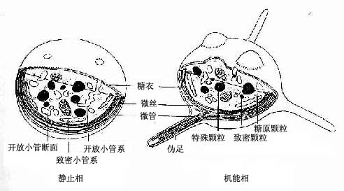  ѪС峬΢ṹģʽͼ