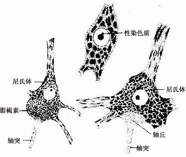 神经元胞体光镜结构,示尼氏体