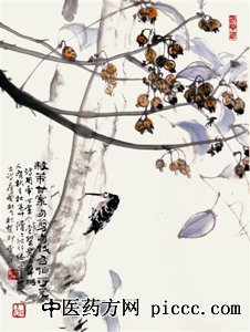 棠梨 又名甘棠,杜棠,野梨